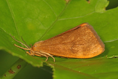Virbia opella