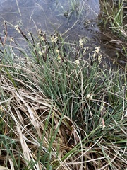 Carex panicea