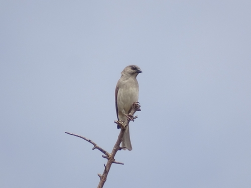 Northern Grey-headed Sparrow