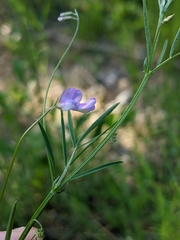 Vicia parviflora