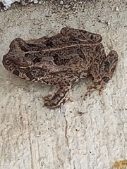 Rhinella marina