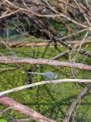 Diplacodes trivialis