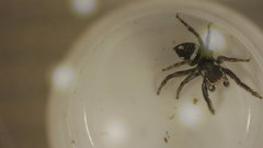 Habronattus carolinensis