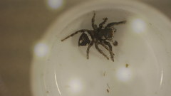 Habronattus carolinensis