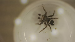 Habronattus carolinensis