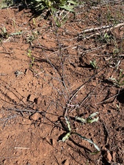 Chlorogalum grandiflorum
