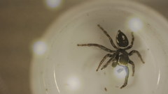 Habronattus carolinensis