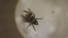 Habronattus carolinensis