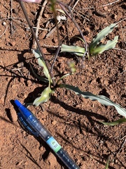 Chlorogalum grandiflorum