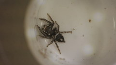 Habronattus carolinensis