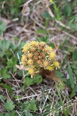 Petasites radiatus
