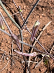 Chlorogalum grandiflorum