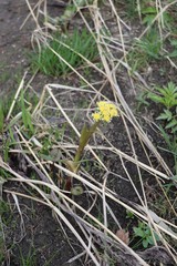 Petasites radiatus