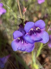 Penstemon heterophyllus purdyi