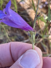 Penstemon heterophyllus purdyi