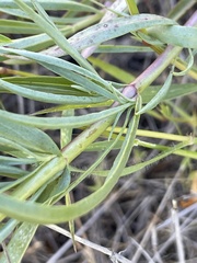 Penstemon heterophyllus purdyi