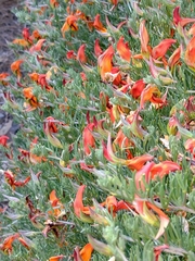 Lotus pyranthus