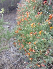 Lotus pyranthus