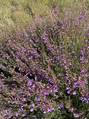 Penstemon heterophyllus purdyi