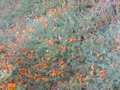Lotus pyranthus