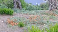 Lotus pyranthus