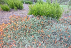 Lotus pyranthus