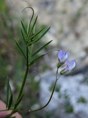 Vicia parviflora
