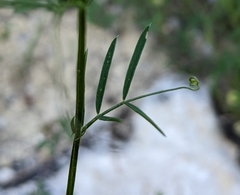 Vicia parviflora
