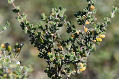 Drosanthemum fourcadei