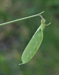 Vicia parviflora