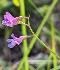Vicia parviflora