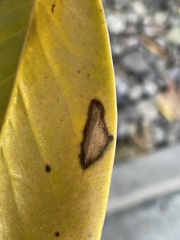 Phyllosticta magnoliae