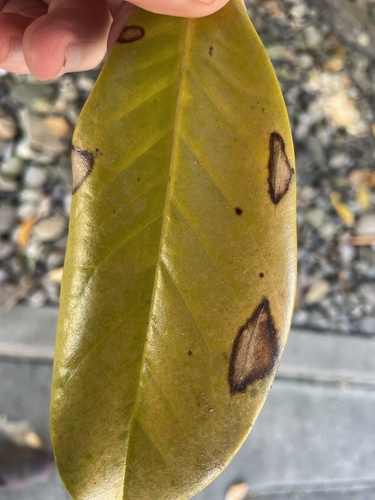 magnolia leaf spot (Phyllosticta magnoliae) · iNaturalist