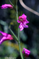Gladiolus illyricus