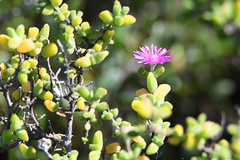 Drosanthemum fourcadei