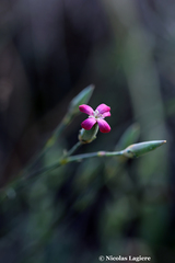 Dianthus cinnamomeus