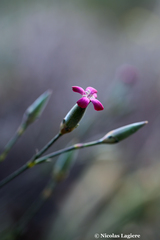 Dianthus cinnamomeus