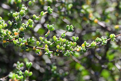 Drosanthemum fourcadei