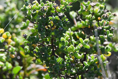 Drosanthemum fourcadei