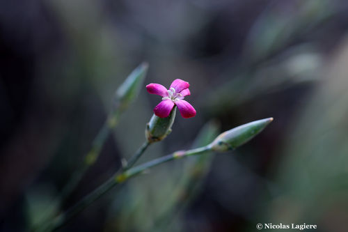 Dianthus cinnamomeus