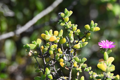 Drosanthemum fourcadei