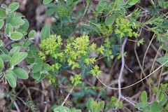 Euphorbia alpina