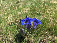 Gentiana acaulis