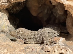 Tarentola mauritanica