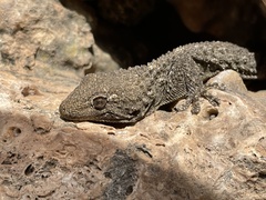 Tarentola mauritanica