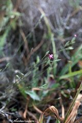 Dianthus cinnamomeus