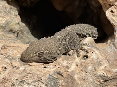 Tarentola mauritanica