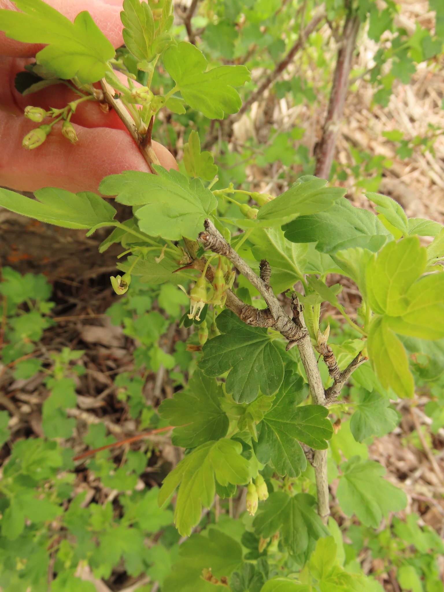 Ribes inerme var. klamathense