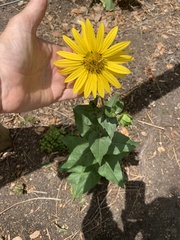 Silphium radula