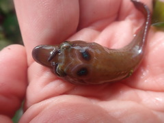 Lepadogaster purpurea